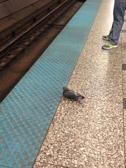 Thursday afternoon commuter pal while taking the Blue Line home from the conference.